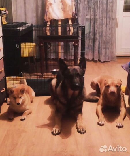 Дрессировка и передержка собак. Сад для щенков