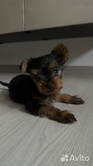 Йоркширский терьер щенки