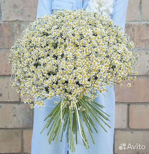 Букеты ромашек