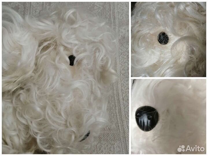 Собака кудрявая СССР