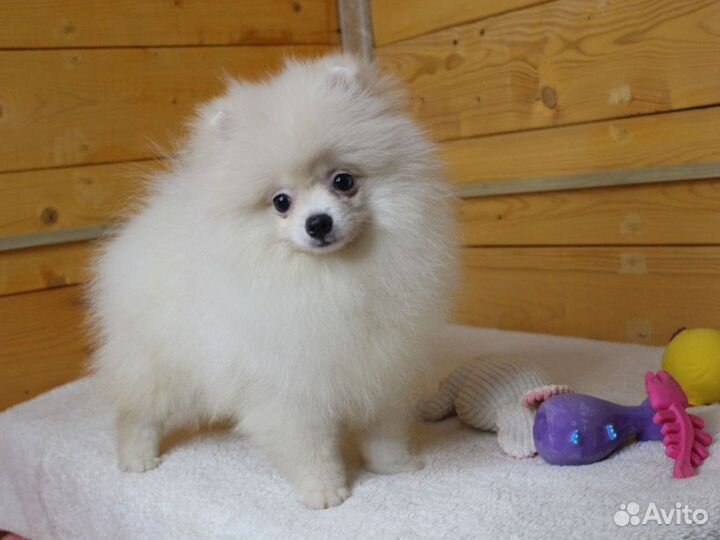 Померанский шпиц