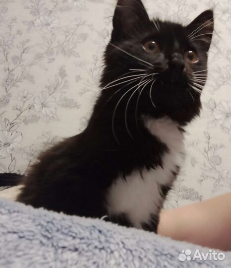 Кошка в добрые руки