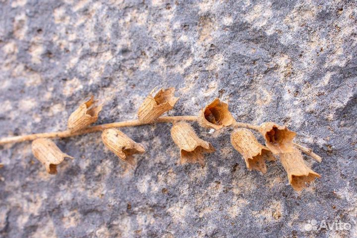 Сухоцветы мордовник.чертополох.колокольчик