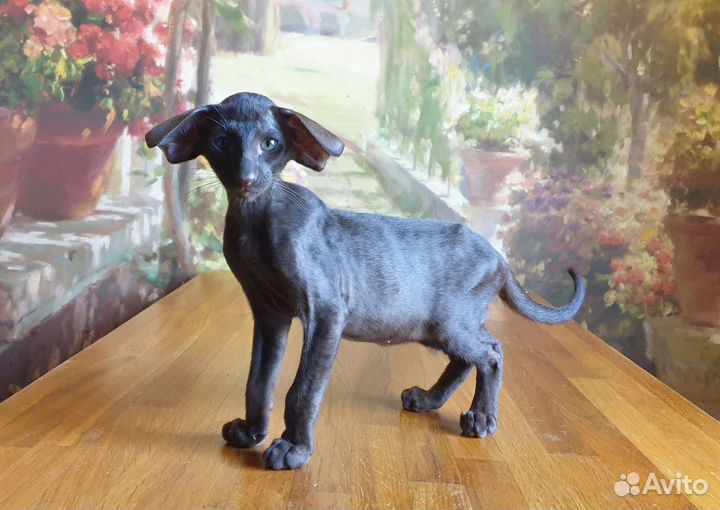 Ориентальные котята экстрим