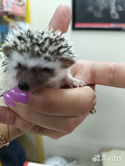 Ежики африканские