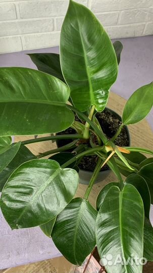Филодендрон imperial грин