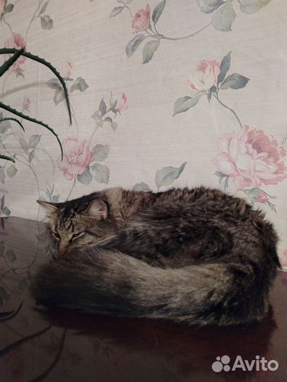 Норвежский лесной кот. Вязка