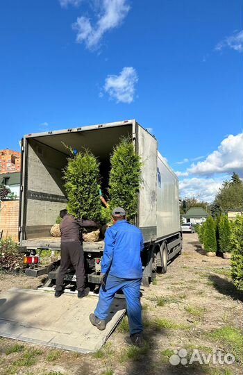 Туя Брабант из питомника