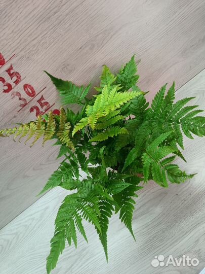 Папоротник