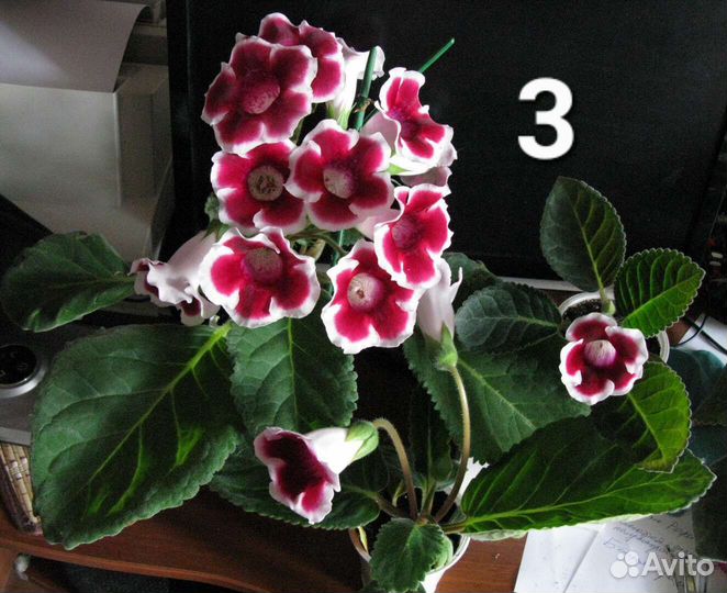 Глоксинии и Фиалки