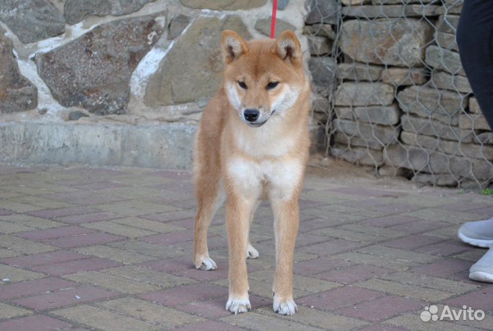 Сиба ину Девочка