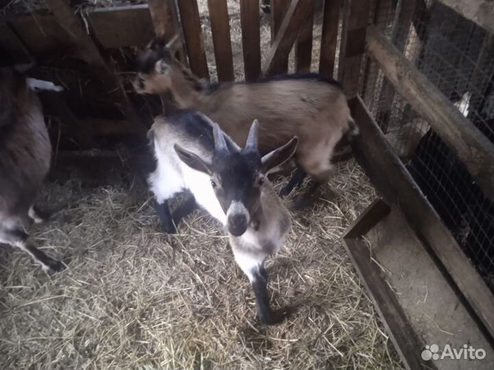 Козачка и козлик