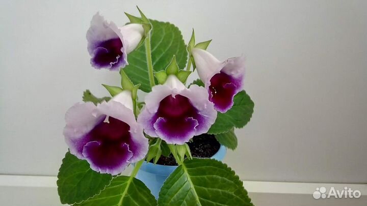 Глоксиния тидея Черника в Сахаре, лист