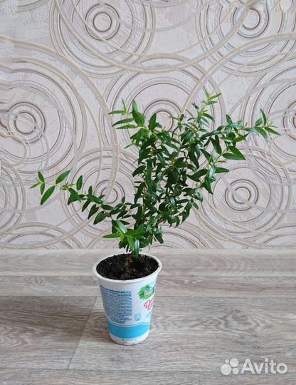 Мирт молодое растение