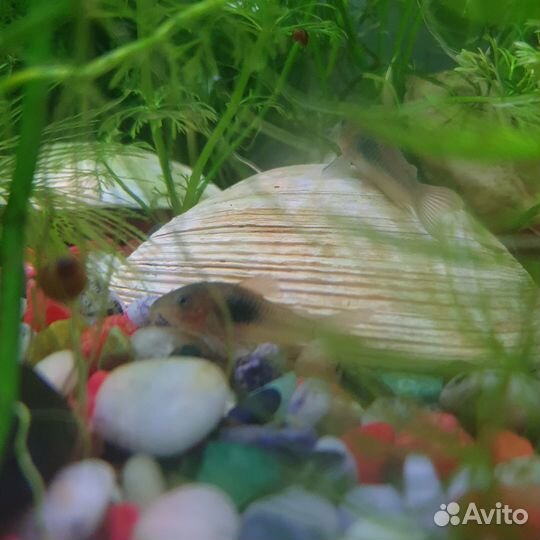 Аквариумные рыбки и растения