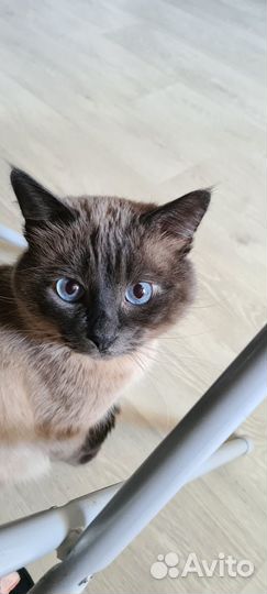 Котик ищет семью