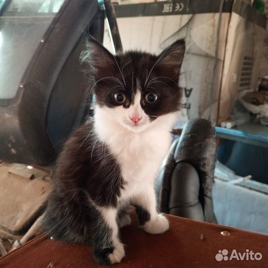 Красивые котята ищут дом