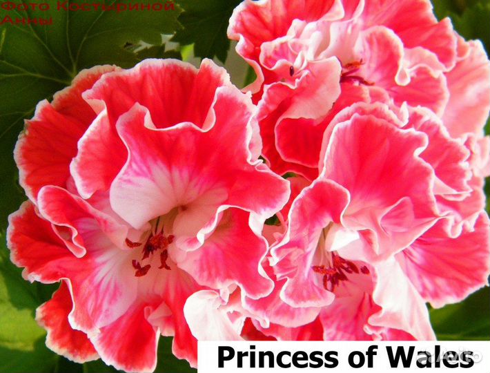 Rousillion и др. сорта