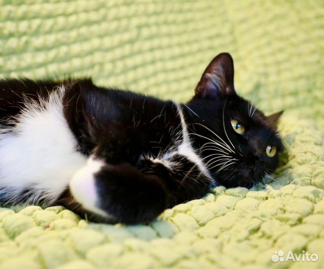 Ася, которая заждалась Вас. В надежные руки