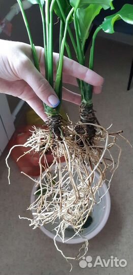 Спацифилум