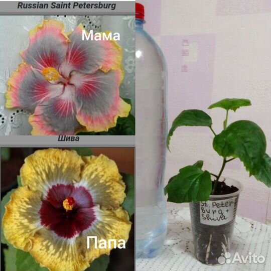 Сортовые гибискусы