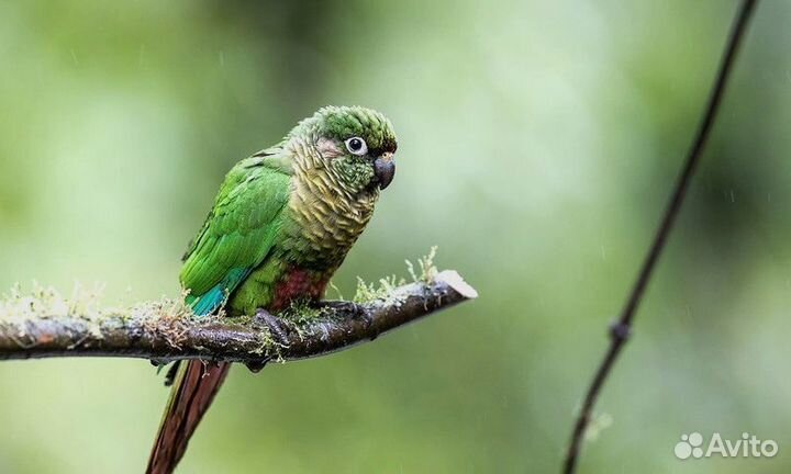 Пиррура буроухая