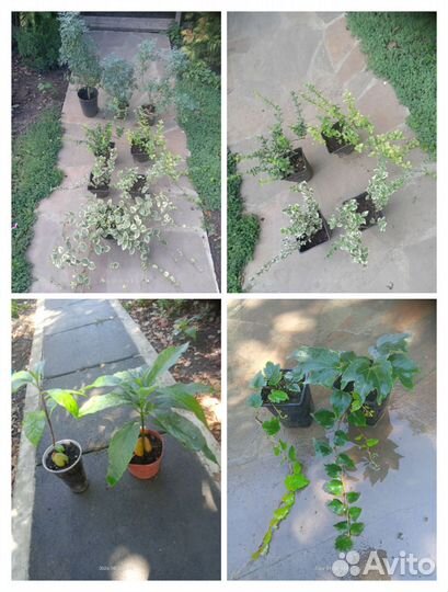 Садовые многолетники