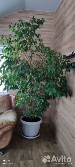 Фикус бенджамина большой