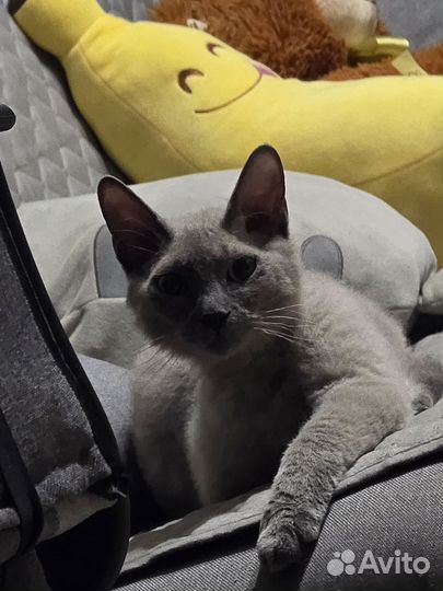 Донской сфинкс браш