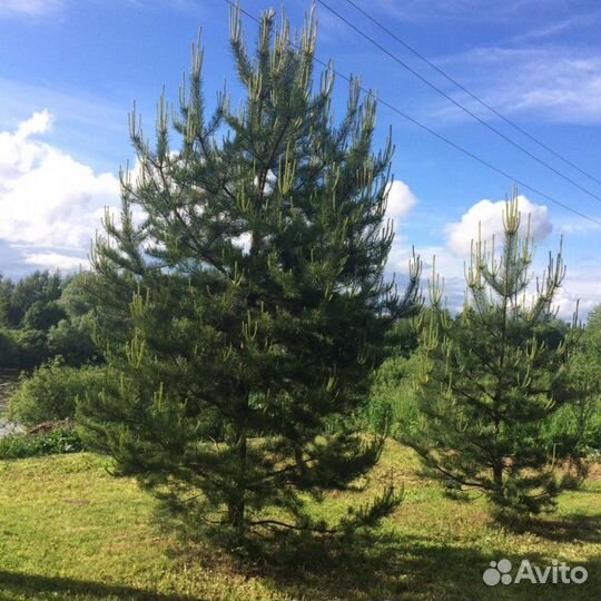 Сосна обыкновенная 3-4 м