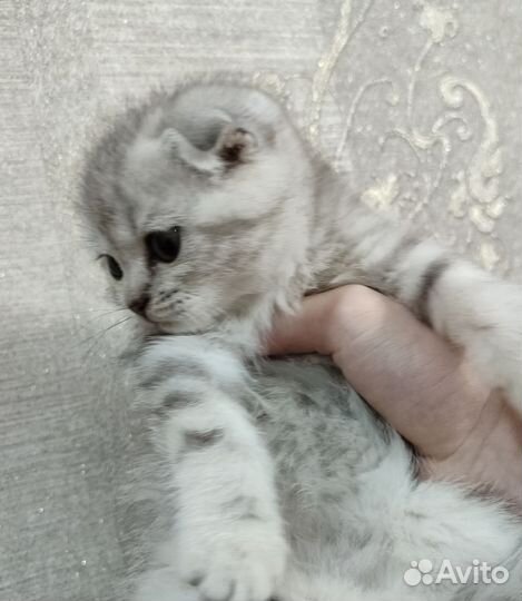 Шотландская