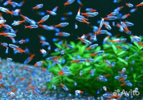 Аквариумные рыбки и растения