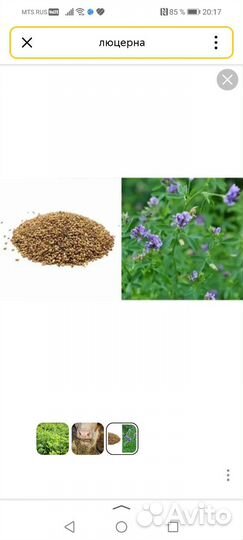 Семена люцерны