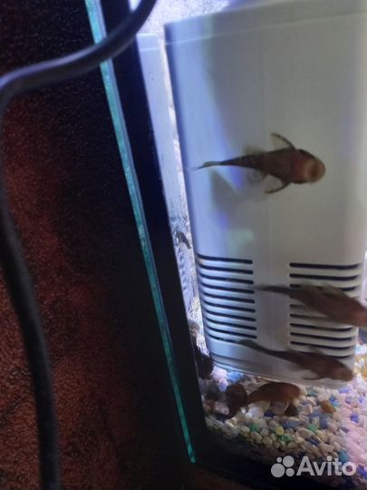 Мальки сома анциструса