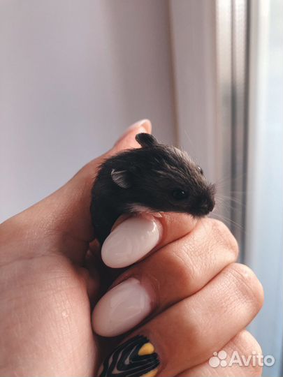 Джунгарский хомяк