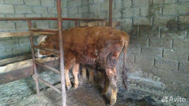 Корова красная степная