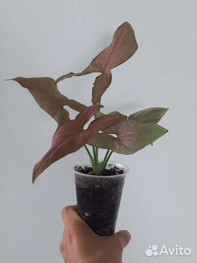 Сингониум, сорта разные