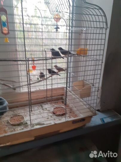 Зебровые амадины