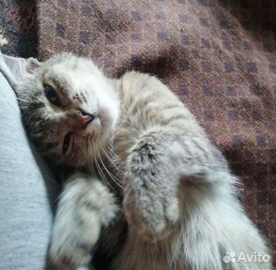 Самая ласковая Адель, стерильна