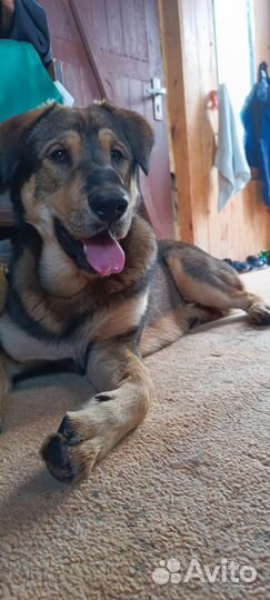 Собака в добрые руки