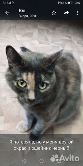 Кошка