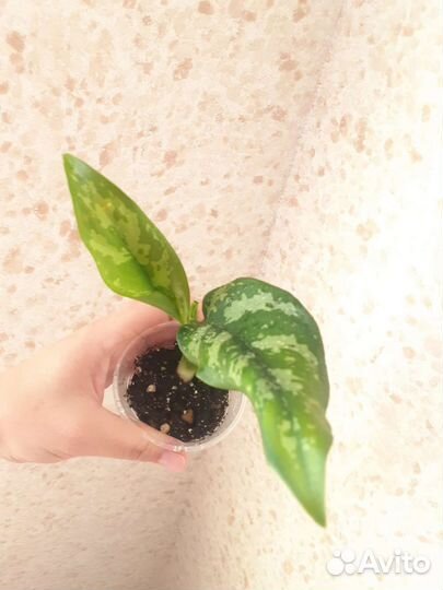 Аглаонема мария