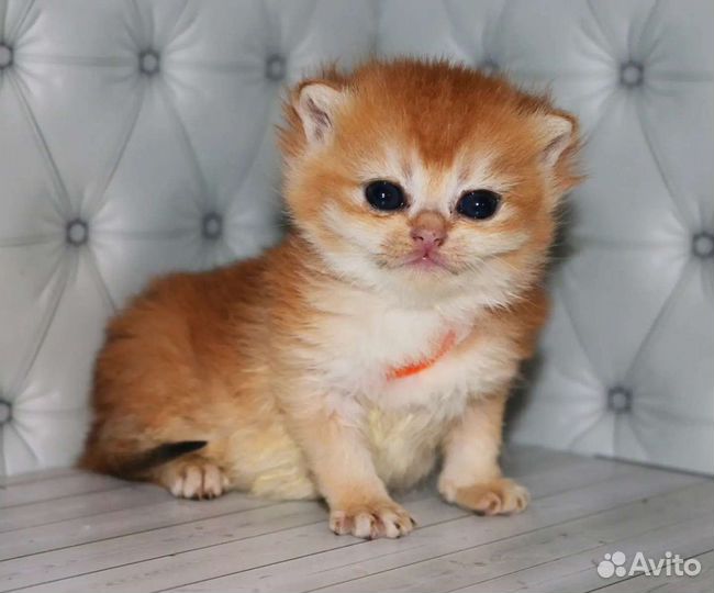 Золотые британские шиншиллы для респектабельных