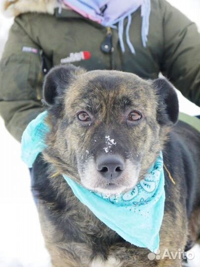 Нежная и робкая Баллин хочет домой