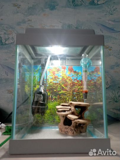 Аквариум