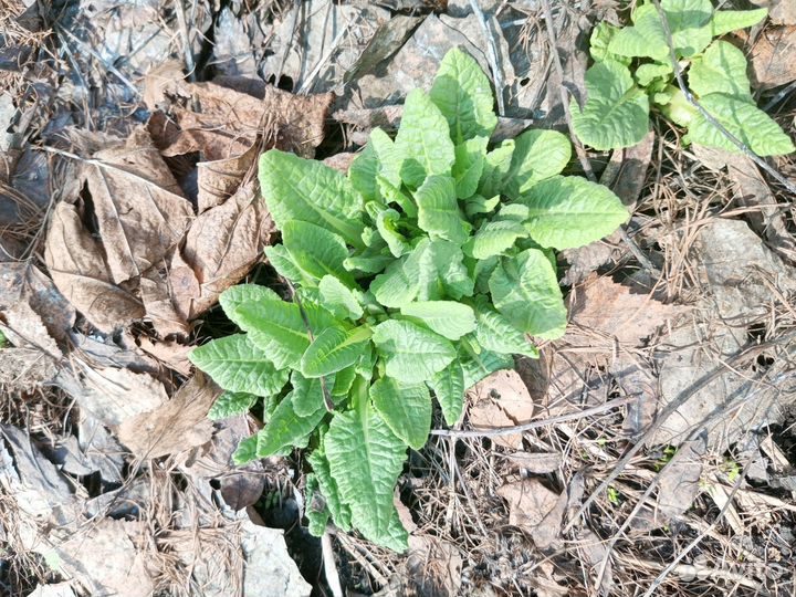 Многолетники