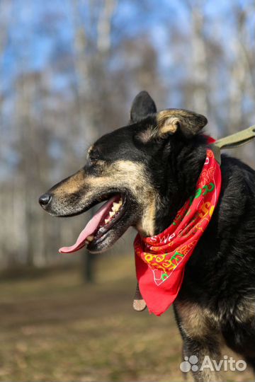 Красавчик Макс ищет семью