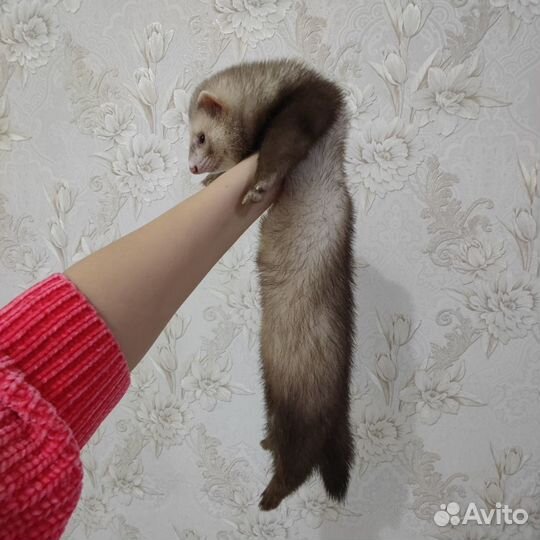 Хорек с клеткой