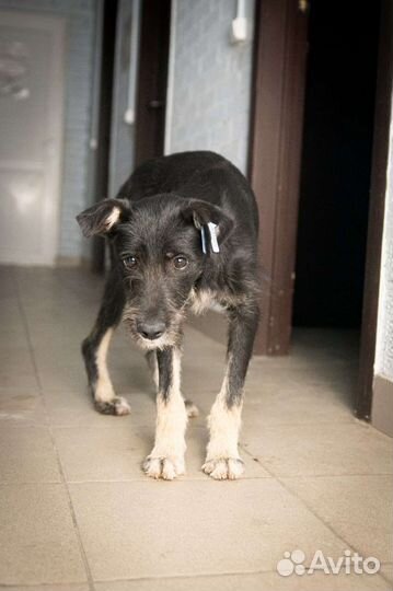 Маленькая собака в добрые руки бесплатно