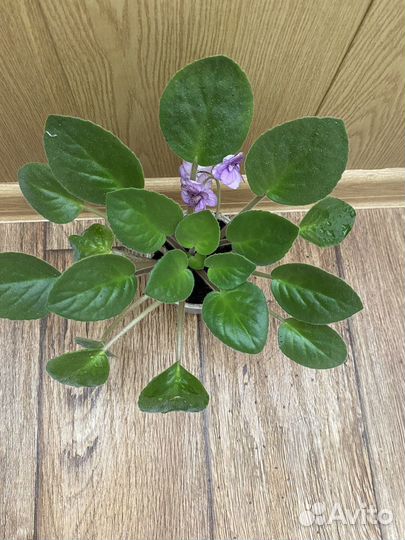 Сортовые фиалки